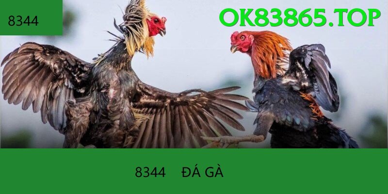 Cách Đọc Kèo Đá Gà